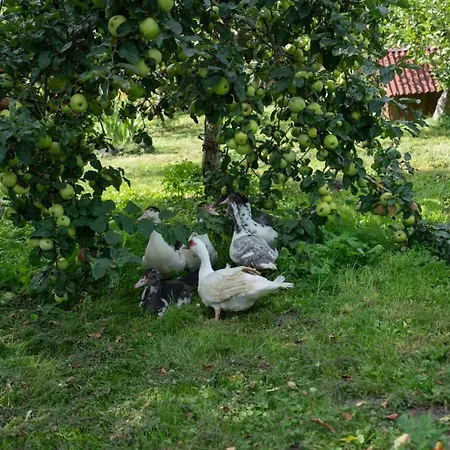 Grabnicka Arkadia Holiday home